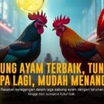 SV388: Raja Platform Sabung Ayam Online dengan Odds Terbaik