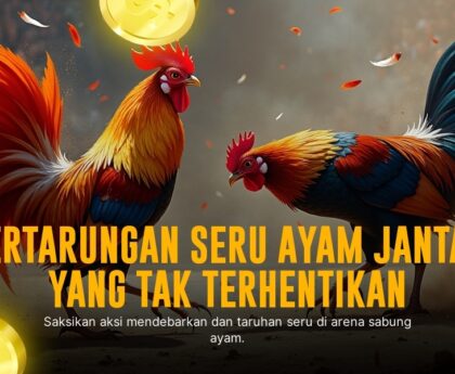 Mengenal Ayam Bangkok: Raja Sabung Ayam di SV388