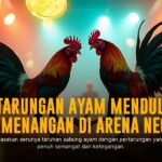 Mengupas Tuntas Ayam Bangkok di Sabung Ayam SV388