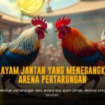 Rahasia Ayam Bangkok Unggulan dalam Sabung Ayam Online