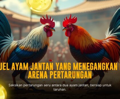Rahasia Ayam Bangkok Unggulan dalam Sabung Ayam Online