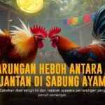 Mengenal Ayam Bangkok: Raja Sabung Ayam yang Tak Terkalahkan