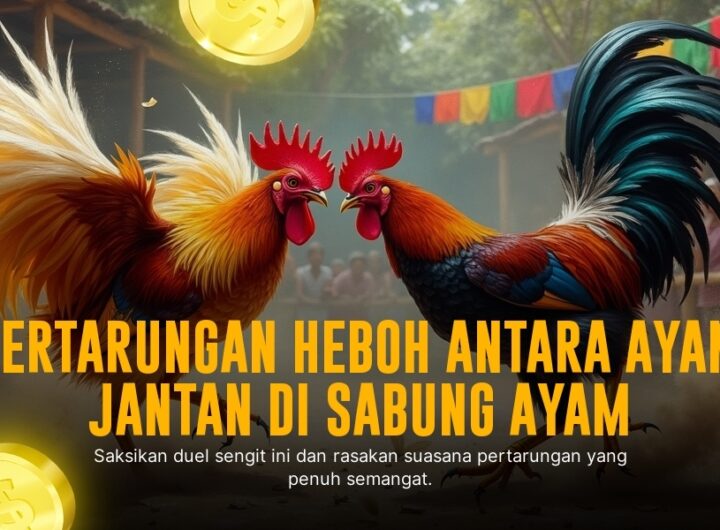 Mengenal Ayam Bangkok: Raja Sabung Ayam yang Tak Terkalahkan