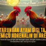 Fokus SV388: Menyelami Dunia Sabung Ayam Modern