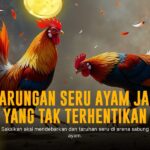Mengenal Ayam Bangkok: Raja Sabung Ayam di SV388