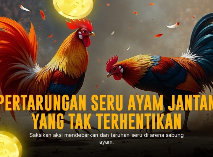 Mengenal Ayam Bangkok: Raja Sabung Ayam di SV388