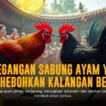 Rahasia Ayam Bangkok: Jenis Sabung Ayam yang Paling Diminati