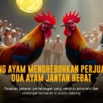 Menilik Ayam Bangkok: Raja Sabung Ayam yang Memikat