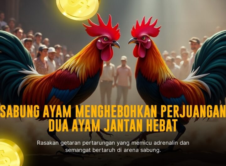 Menilik Ayam Bangkok: Raja Sabung Ayam yang Memikat