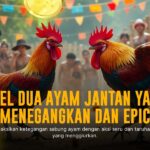 Mengenal Ayam Bangkok: Raja Pertarungan di Dunia Sabung Ayam