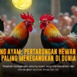 Mengenal Ayam Bangkok: Raja Sabung Ayam dengan Odds Terbaik