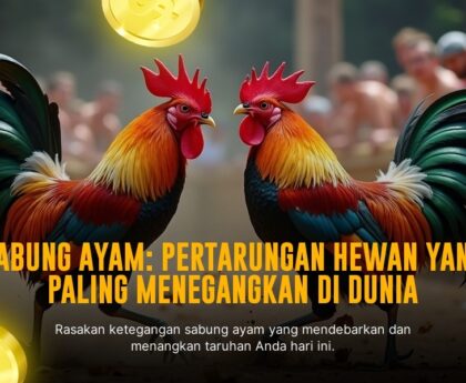 Mengenal Ayam Bangkok: Raja Sabung Ayam dengan Odds Terbaik