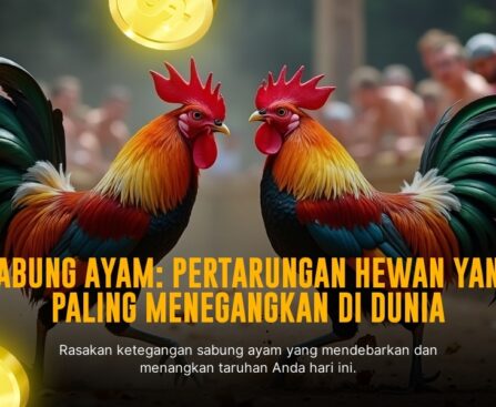 Mengenal Ayam Bangkok: Raja Sabung Ayam dengan Odds Terbaik