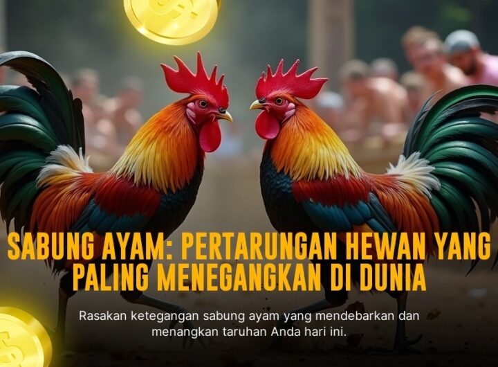 Mengenal Ayam Bangkok: Raja Sabung Ayam dengan Odds Terbaik