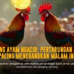 Rahasia Ayam Bangkok: Raja Sabung Ayam yang Tak Tertandingi