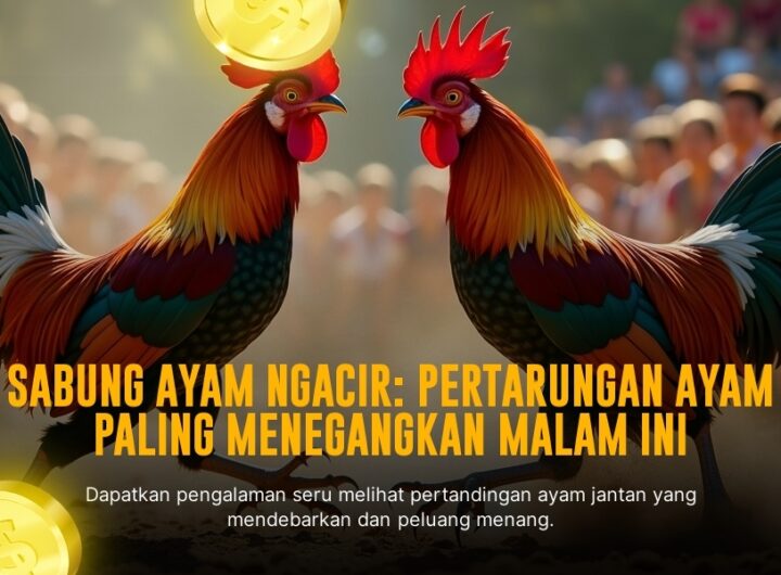 Rahasia Ayam Bangkok: Raja Sabung Ayam yang Tak Tertandingi