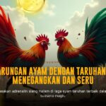 Fokus Jenis Ayam Bangkok Dalam Sabung Ayam SV388