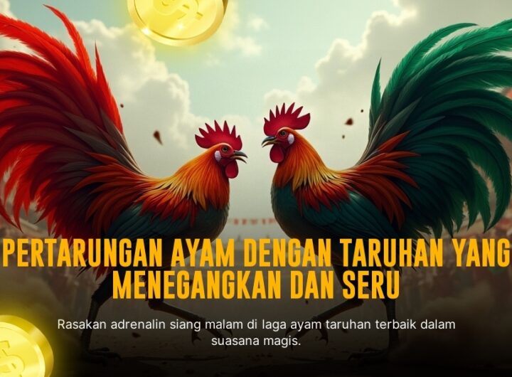 Fokus Jenis Ayam Bangkok Dalam Sabung Ayam SV388