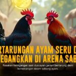 Rahasia Sabung Ayam S128: Kenali Jenis Ayam Aduan Terpercaya