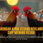 Kenali Jenis Ayam Bangkok: Raja Sabung Ayam Legendaris