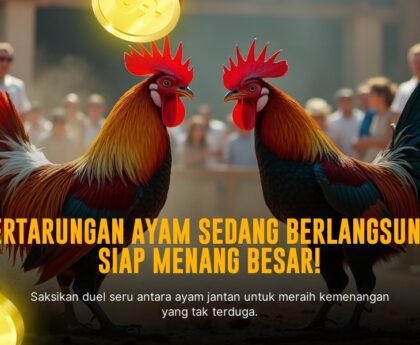 Kenali Jenis Ayam Bangkok: Raja Sabung Ayam Legendaris