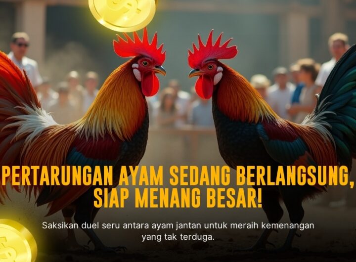 Kenali Jenis Ayam Bangkok: Raja Sabung Ayam Legendaris