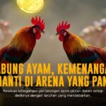 Mengenal Jenis Ayam Bangkok Super Juara di Sabung Ayam SV388