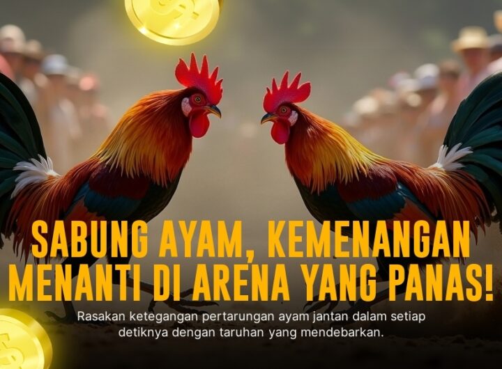 Mengenal Jenis Ayam Bangkok Super Juara di Sabung Ayam SV388