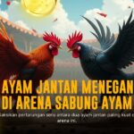 Jenis Ayam Bangkok dalam Sabung Ayam SV388: Rahasia Kemenanganmu!